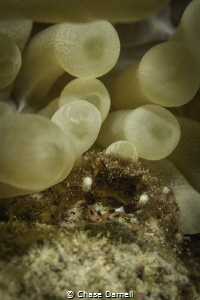 "Blending In" 

Eden Rock, Grand Cayman by Chase Darnell 